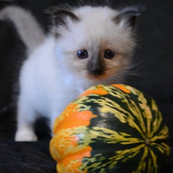 chaton Sacré de Birmanie Chatterie de la pierre de lune