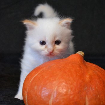 chaton Sacré de Birmanie Chatterie de la pierre de lune