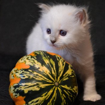 chaton Sacré de Birmanie Chatterie de la pierre de lune