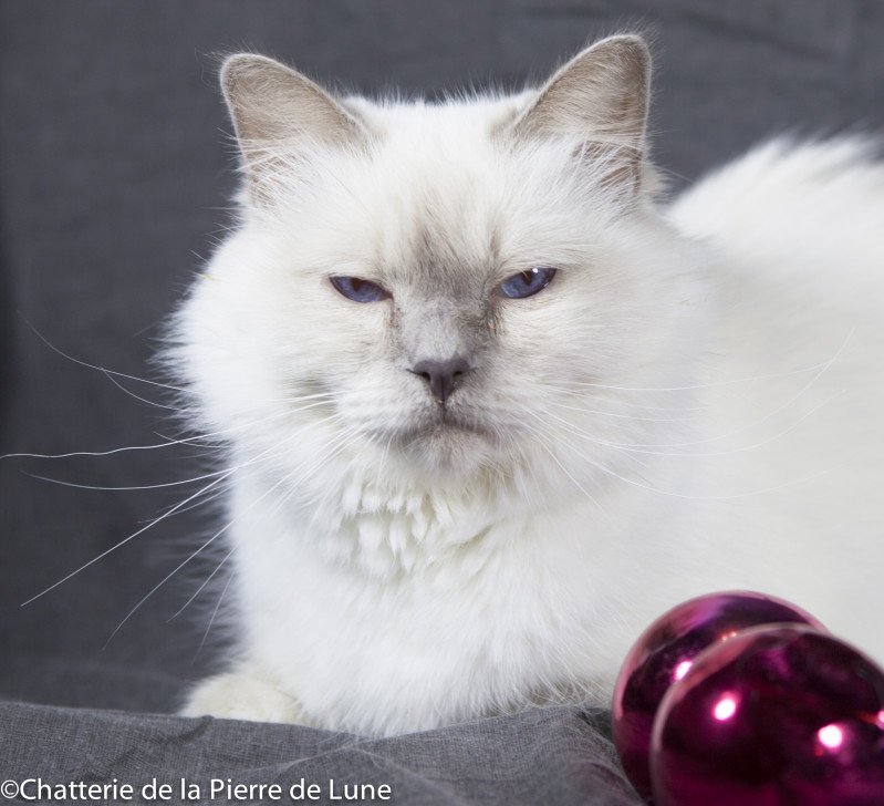 Calypso Femelle Sacré de Birmanie