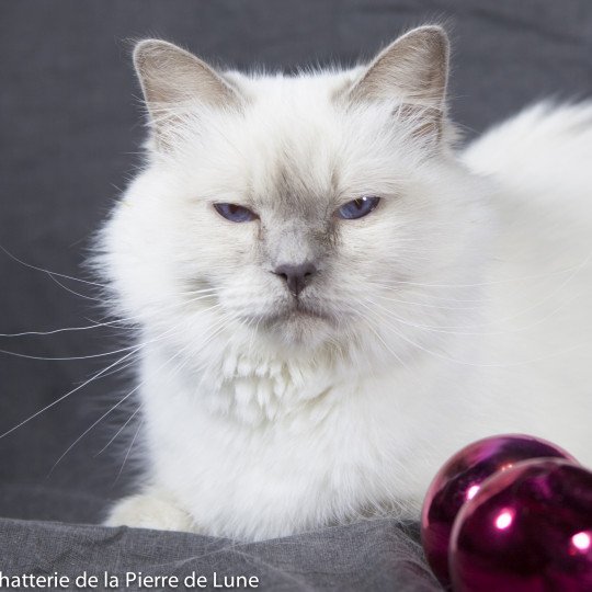 Calypso Femelle Sacré de Birmanie