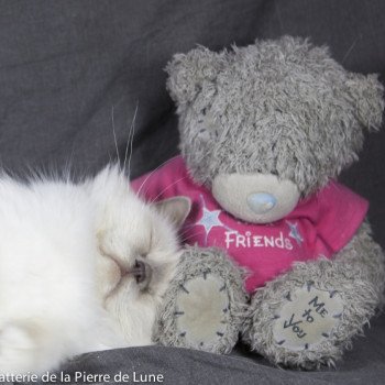 chat Sacré de Birmanie Calypso Chatterie de la pierre de lune