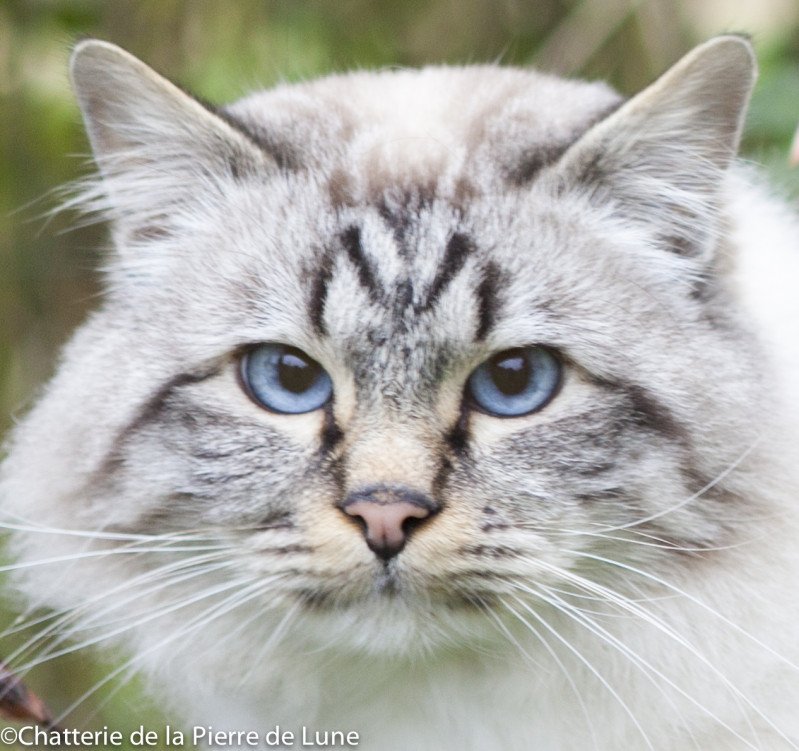 Êole Mâle Sacré de Birmanie Êole Mâle Sacré de Birmanie