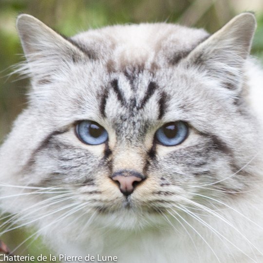 Êole Mâle Sacré de Birmanie