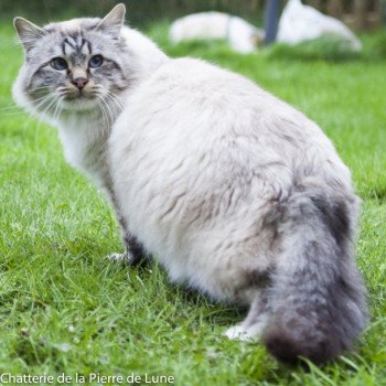 chat Sacré de Birmanie tabby Êole Chatterie de la pierre de lune chat Sacré de Birmanie tabby Êole Chatterie de la pierre de lune