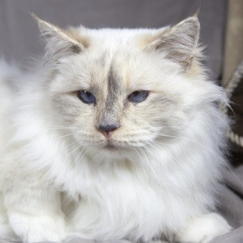 chat Sacré de Birmanie Flower Chatterie de la pierre de lune