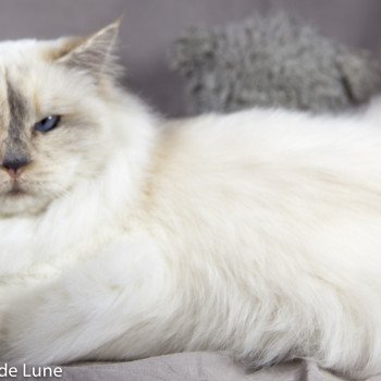 chat Sacré de Birmanie Flower Chatterie de la pierre de lune