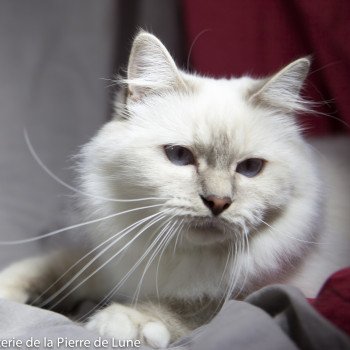 chat Sacré de Birmanie lilac tabby Hymée de la pierre de lune Chatterie de la pierre de lune chat Sacré de Birmanie lilac tabby Hymée de la pierre de lune Chatterie de la pierre de lune