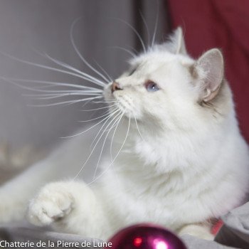 chat Sacré de Birmanie lilac tabby Hymée de la pierre de lune Chatterie de la pierre de lune chat Sacré de Birmanie lilac tabby Hymée de la pierre de lune Chatterie de la pierre de lune