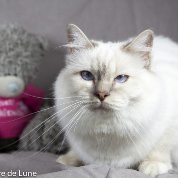 chat Sacré de Birmanie lilac tabby Hymée de la pierre de lune Chatterie de la pierre de lune chat Sacré de Birmanie lilac tabby Hymée de la pierre de lune Chatterie de la pierre de lune