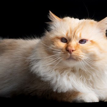 chat Sacré de Birmanie red point Jumbo Chatterie de la pierre de lune