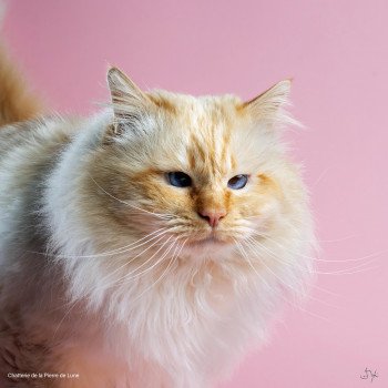 chat Sacré de Birmanie red point Jumbo Chatterie de la pierre de lune