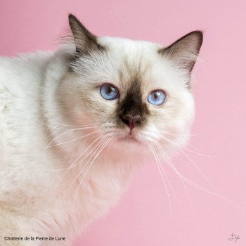 chat Sacré de Birmanie chocolate point Quenai Chatterie de la pierre de lune chat Sacré de Birmanie chocolate point Quenai Chatterie de la pierre de lune