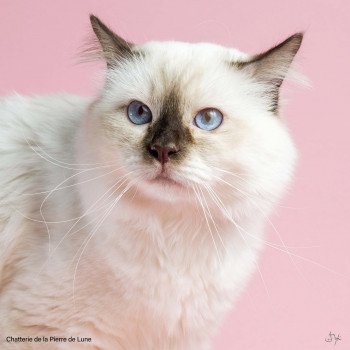 chat Sacré de Birmanie chocolate point Quenai Chatterie de la pierre de lune chat Sacré de Birmanie chocolate point Quenai Chatterie de la pierre de lune