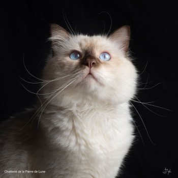 chat Sacré de Birmanie chocolate point Quenai Chatterie de la pierre de lune chat Sacré de Birmanie chocolate point Quenai Chatterie de la pierre de lune
