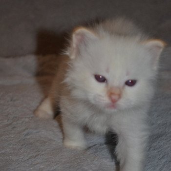 chaton Sacré de Birmanie red point Samson Chatterie de la pierre de lune