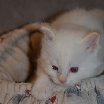 chaton Sacré de Birmanie red point Sitka Chatterie de la pierre de lune
