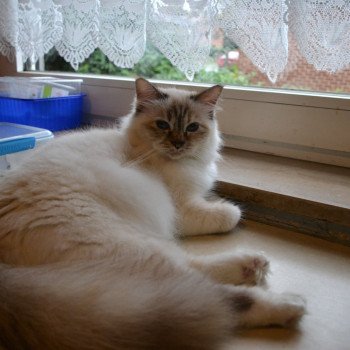 chat Sacré de Birmanie brown fawn tortie tabby Suki Chatterie de la pierre de lune chat Sacré de Birmanie brown fawn tortie tabby Suki Chatterie de la pierre de lune