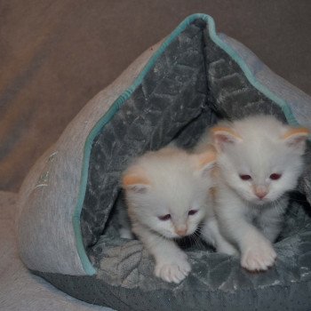 Chaton Sacré de Birmanie  Chatterie de la pierre de lune
