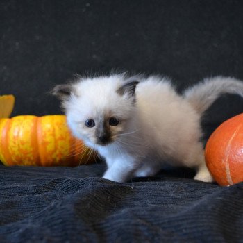 Chaton Sacré de Birmanie Percy ❤ Jumbo Des Bohême O Chœur 2022 Chatterie de la pierre de lune