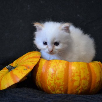 Chaton Sacré de Birmanie Percy ❤ Jumbo Des Bohême O Chœur 2022 Chatterie de la pierre de lune