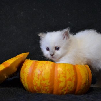 Chaton Sacré de Birmanie Percy ❤ Jumbo Des Bohême O Chœur 2022 Chatterie de la pierre de lune
