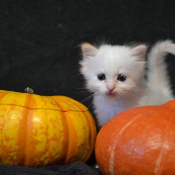Chaton Sacré de Birmanie Percy ❤ Jumbo Des Bohême O Chœur 2022 Chatterie de la pierre de lune